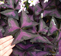 Oxalis triangularis var. purpurea Francis

Click to see full-size image