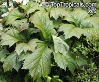 Rodgersia podophylla, Astilbe podophylla, Rodger's bronze-leaf

Click to see full-size image