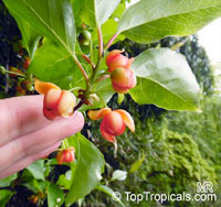 Schisandra sp., Magnolia Vine

Click to see full-size image