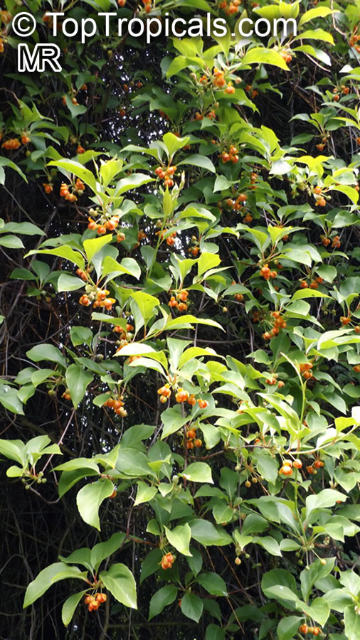 Schisandra sp., Magnolia Vine