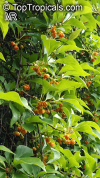 Schisandra sp., Magnolia Vine

Click to see full-size image