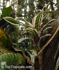 Unknown 91, Bromeliad

Click to see full-size image