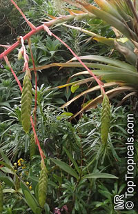 Unknown 91, Bromeliad

Click to see full-size image