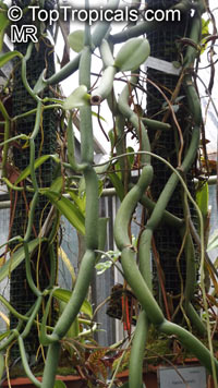 Vanilla sp., Vanilla Orchid

Click to see full-size image