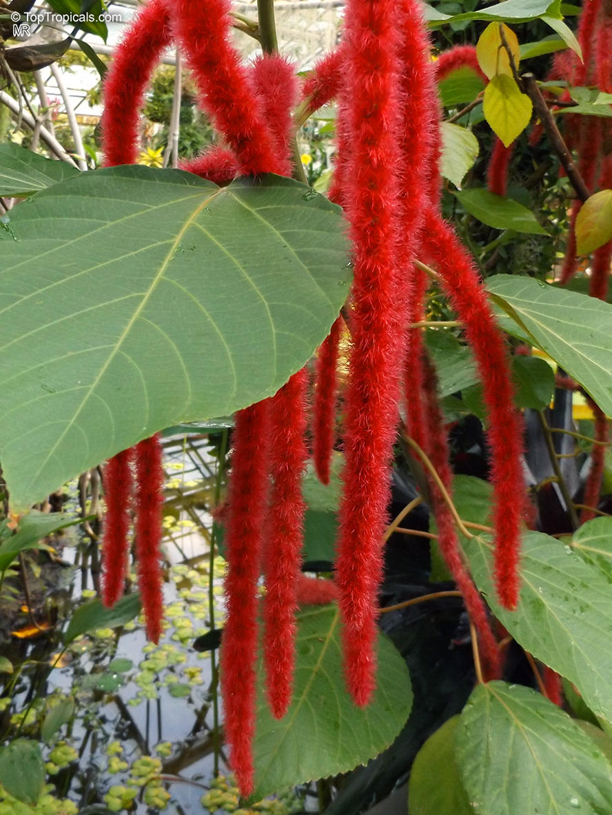 Acalypha hispida - Cat tail, Chenille plant