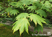 Acer japonicum, Amur maple, Downy Japanese maple, Fullmoon maple

Click to see full-size image