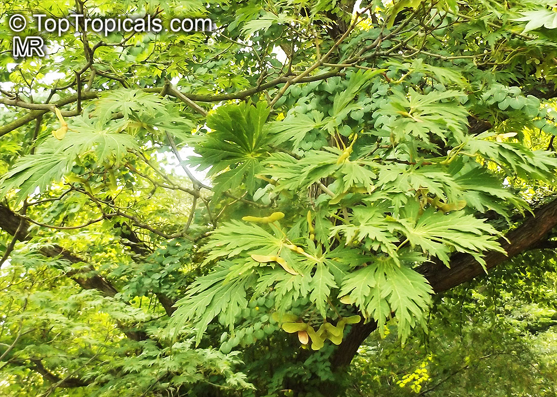 Acer japonicum, Amur maple, Downy Japanese maple, Fullmoon maple