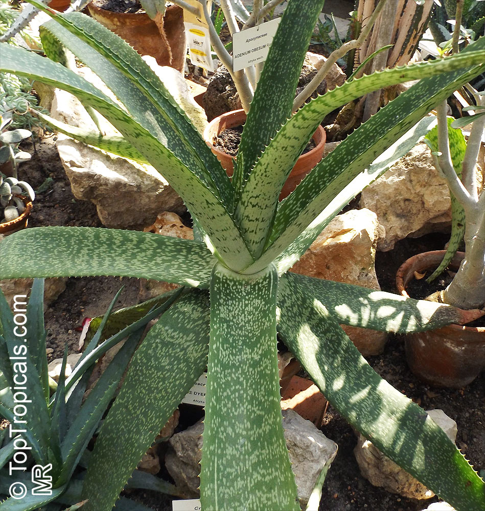 Aloe sp., Aloe. Aloe dyeri