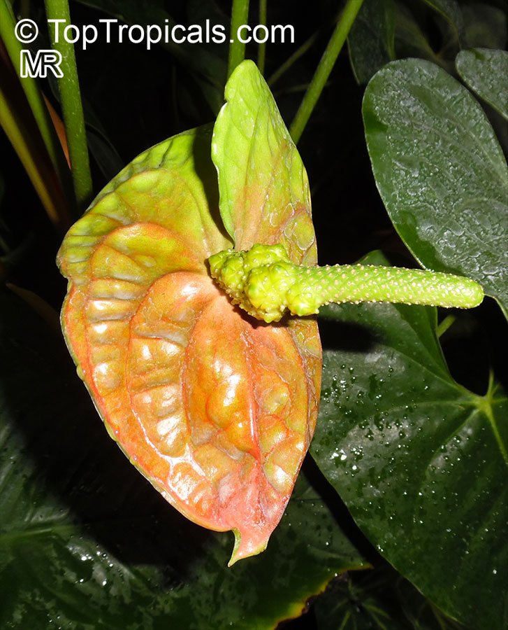 Anthurium sp., Tail Flower
