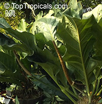 Anthurium wagenerianum, Anthurium

Click to see full-size image