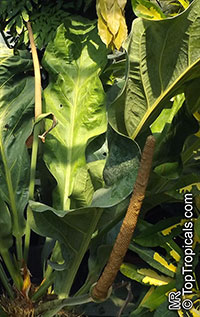 Anthurium wagenerianum, Anthurium

Click to see full-size image