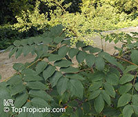 Aralia sp., Spikenard

Click to see full-size image