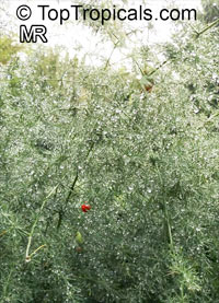 Asparagus officinalis, Garden Asparagus

Click to see full-size image