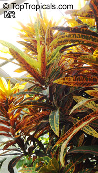 Codiaeum variegatum, Croton

Click to see full-size image