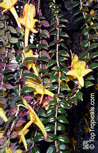 Columnea x banksii 'Carnival', Goldfish Plant

Click to see full-size image
