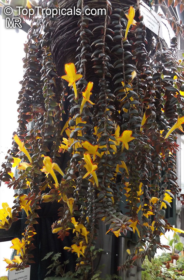 Columnea sp., Flying Goldfish Plant. Columnea x banksii 'Carnival'
