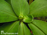 Costus malortieanus, Stepladder Ginger

Click to see full-size image