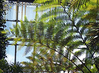 Cyathea sp., Tree Fern

Click to see full-size image