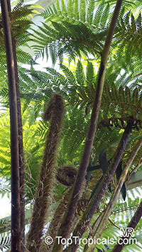 Cyathea sp., Tree Fern

Click to see full-size image