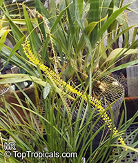 Dendrochilum filiforme, Golden Chain Orchid

Click to see full-size image