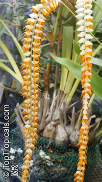 Dendrochilum magnum, Large Dendrochilum

Click to see full-size image