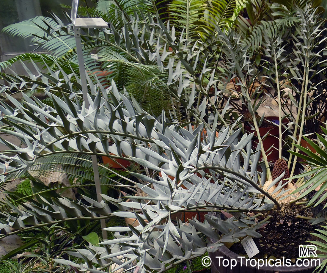 Encephalartos horridus, Eastern Cape Blue Cycad
