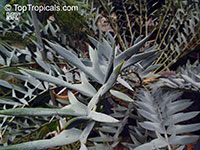 Encephalartos horridus, Eastern Cape Blue Cycad

Click to see full-size image