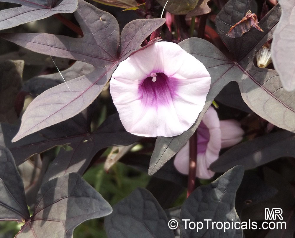 Sweet Potatoes - Ipomoea batatas