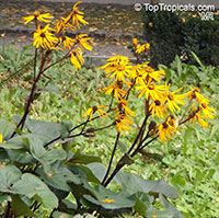 Ligularia sp., Leopard Plant