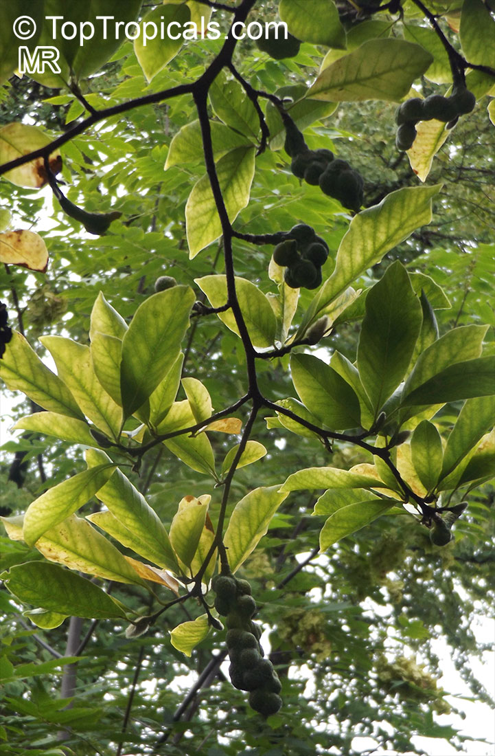 Magnolia kobus, Kobushi Magnolia
