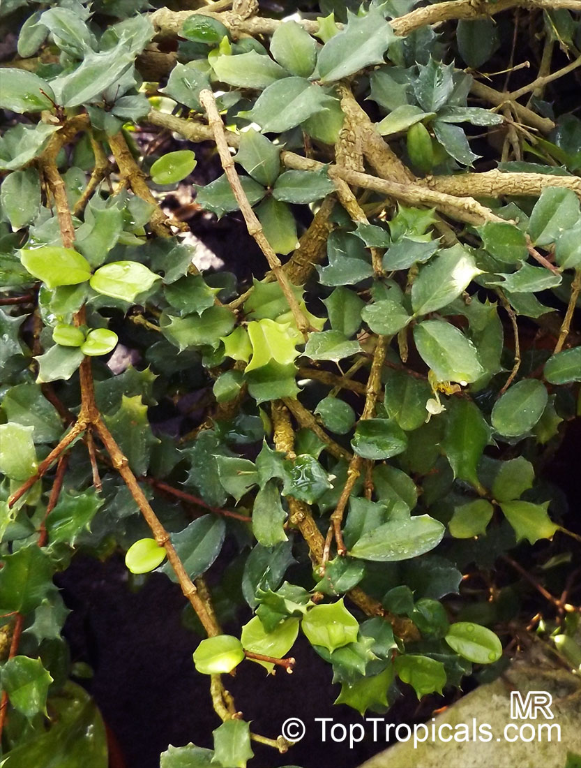 Malpighia coccigera , Miniature Holly, Singapore Holly, Florida Holly
