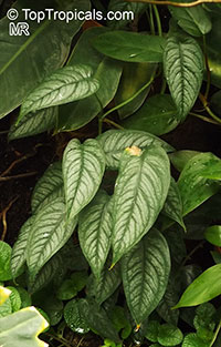 Monstera siltepecana, Swiss Cheese Plant

Click to see full-size image