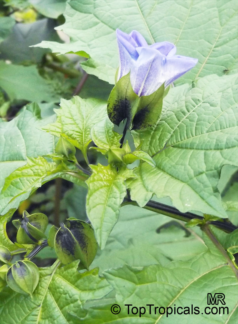 Nicandra physaloides, Shoo-Fly Plant