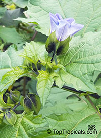 Nicandra physaloides, Shoo-Fly Plant

Click to see full-size image