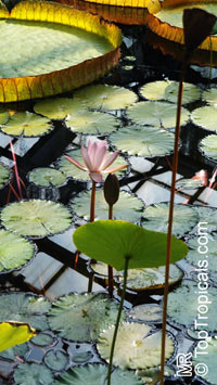 Nymphaea sp., Water Lily

Click to see full-size image