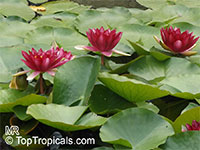 Nymphaea sp., Water Lily