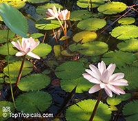 Nymphaea sp., Water Lily