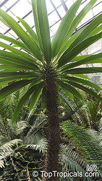 Pachypodium sp., Pachypodium

Click to see full-size image