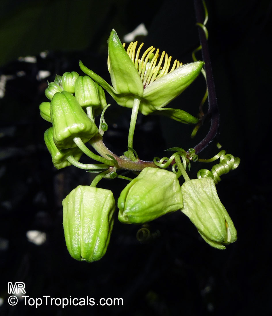 Passiflora coriacea, Wild Sweet Calabash, Bat leaved Passion Flower