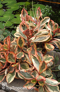 Peperomia clusiifolia, Peperomia obtusifolia var. clusiaefolia, Red Edge Peperomia

Click to see full-size image