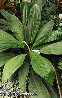 Philodendron campii 'Lynette', Philodendron 'Lynette'

Click to see full-size image