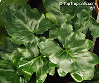 Philodendron bipinnatifidum, Philodendron selloum, Cut-leaf Philodendron, Tree Philodendron, Selloum, Self-header, Split leaf Philodendron. Philodendron 'Little crunchy'