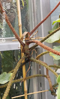 Philodendron squamiferum

Click to see full-size image