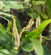 Pholidota imbricata, Coelogyne imbricata, Pholidota bracteata, Pholidota crotalina, Necklace Orchid, Rattlesnake Orchid

Click to see full-size image