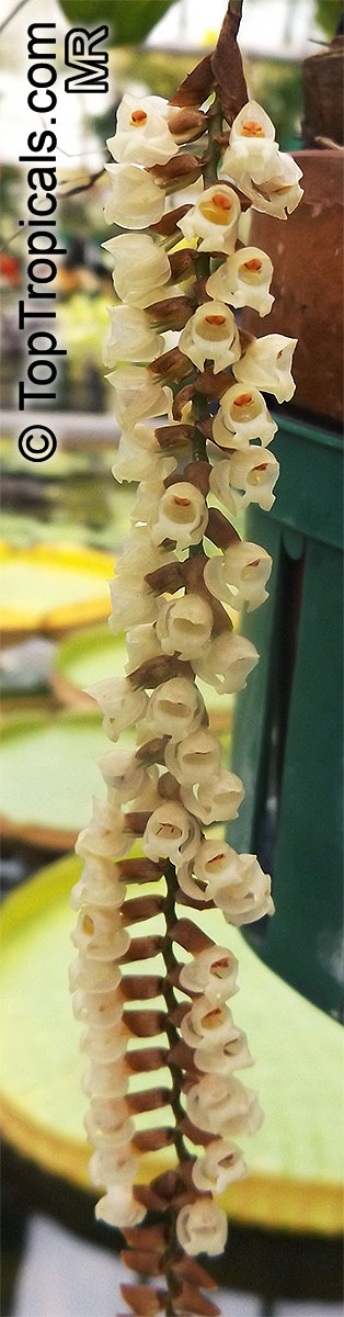 Pholidota imbricata, Coelogyne imbricata, Pholidota bracteata, Pholidota crotalina, Necklace Orchid, Rattlesnake Orchid