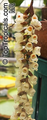 Pholidota imbricata, Coelogyne imbricata, Pholidota bracteata, Pholidota crotalina, Necklace Orchid, Rattlesnake Orchid

Click to see full-size image