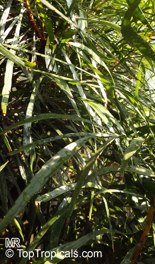 Phyllanthus latifolius, Phyllanthus