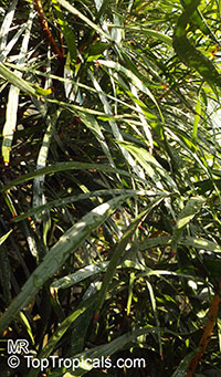 Phyllanthus latifolius, Phyllanthus

Click to see full-size image