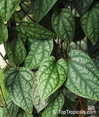 Piper sylvaticum, Chavica sylvatica, Pahari Pipul, Mountain Long Pepper

Click to see full-size image