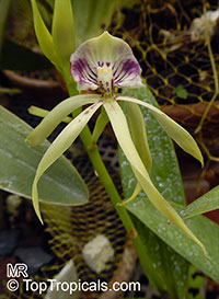 Prosthechea cochleata, Encyclia cochleata, Cockle Orchid

Click to see full-size image